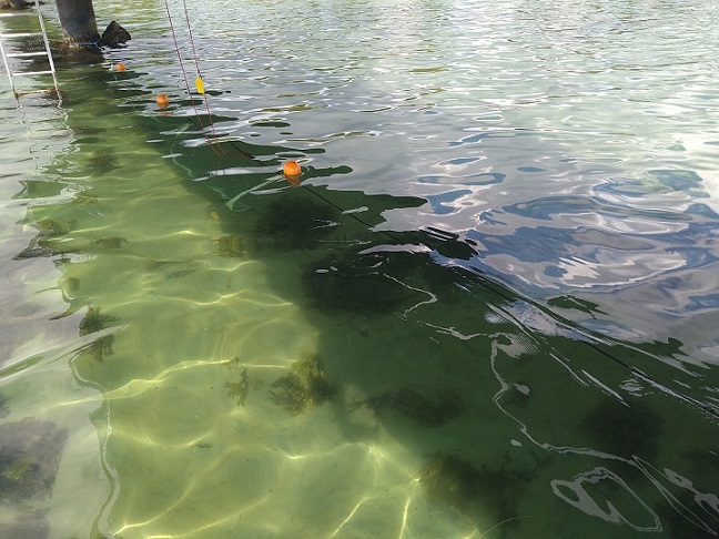 Blamusling linje Blåmuslinge linje 2.jpg